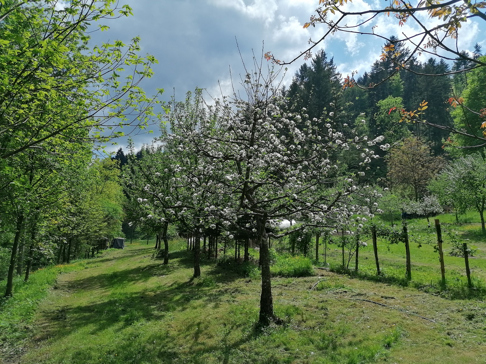 Exclusives Mehrfamilienhaus mit 37.363 qm Grund im wunderschönen Schwarzwald